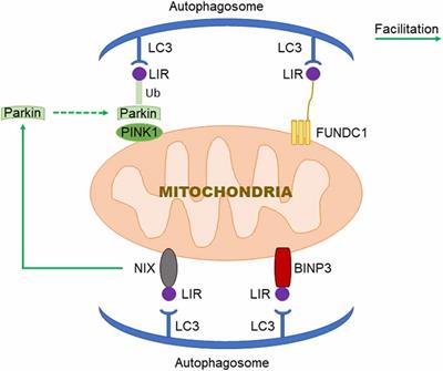 Research Progress on the Mechanism of Mitochondrial Autophagy in Cerebral Stroke